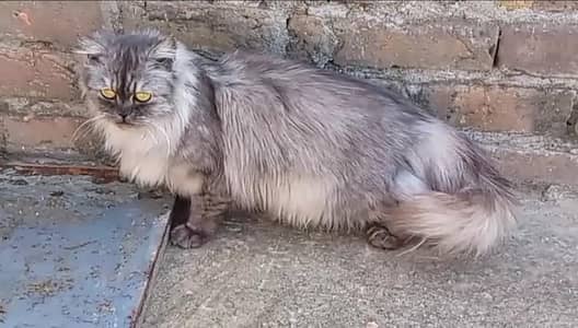 punch face female cat