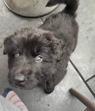 German shepherd puppy available