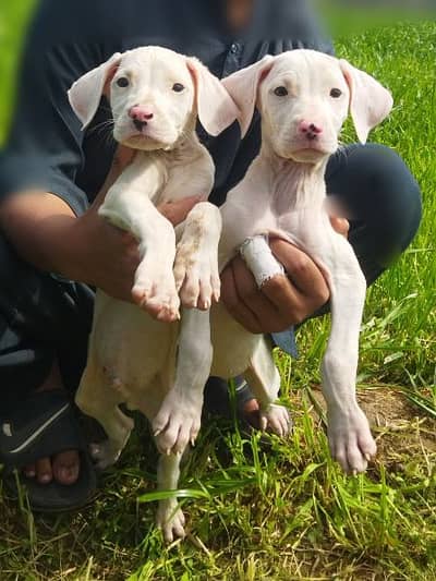 Paper white Gultari puppy for sale