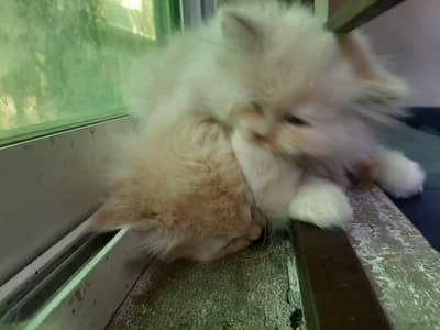 kittens Persian doll face 2 pair.