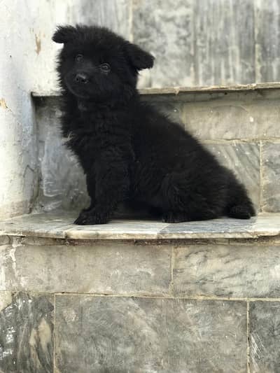 German shepherd puppies  my WhatsApp number o3414863four97