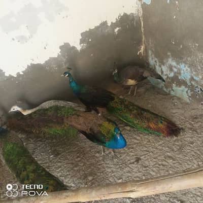 full active breeder male peacok for sale