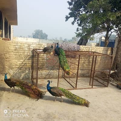 full active breeder male peacok for sale