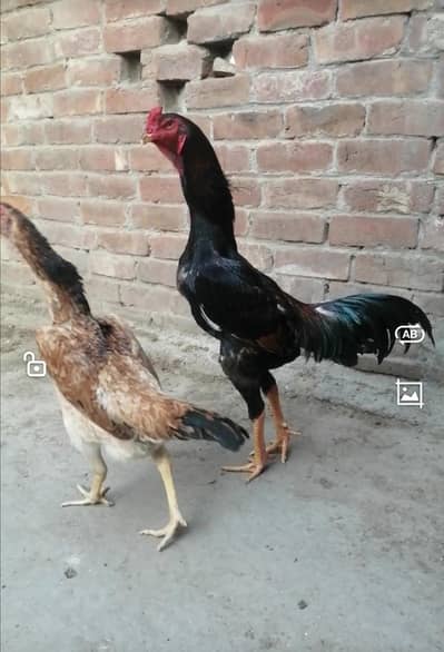 Japaness Shamu Chicks Available