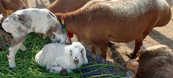 bohat acha ber hai  munsib price par 2 bachy sath hai