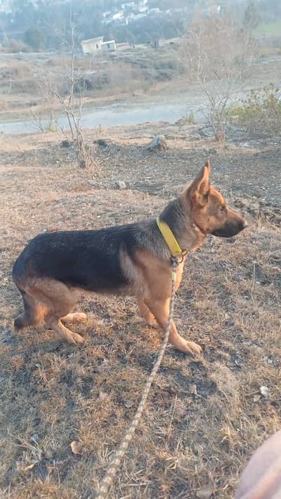 German shepherd Single coat