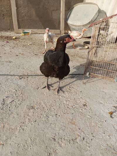 Aseel Murgi And Heera Buchchay paper white