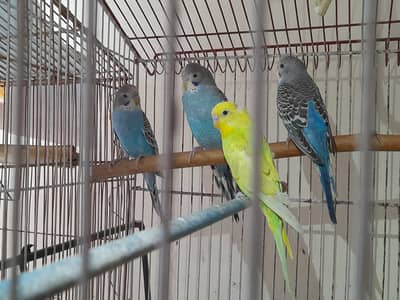king budgies pattha pairs