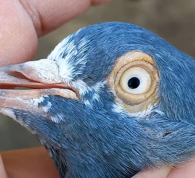 Seith wala teddy male