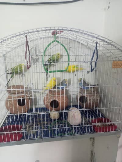 3 × Pair red eyes beautiful parrots