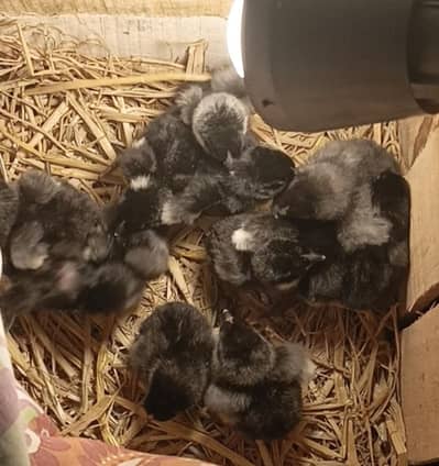 Aseel chicks for sale