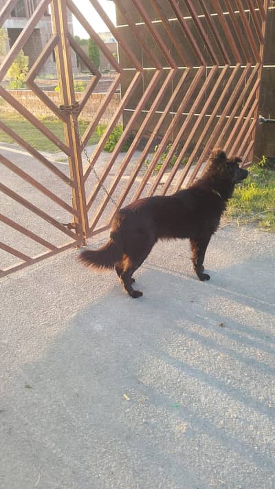 German shepherd dog pair for sale