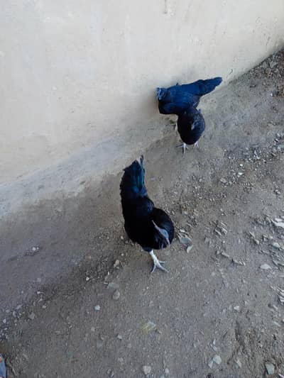 turkey hans aik male 2 fimel