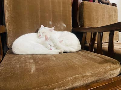 White Persian Cats Pair