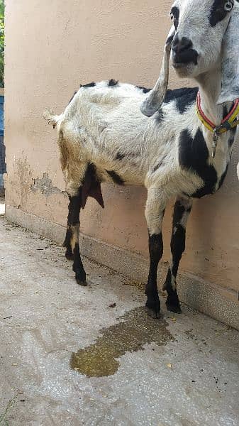 Fresh delivery and Khobsurat or nasli bachon k sath dogli bakri