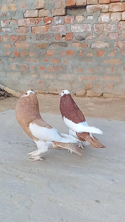 Gubara breeder pair
