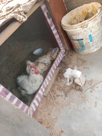 2 hen and 1 cock for sale