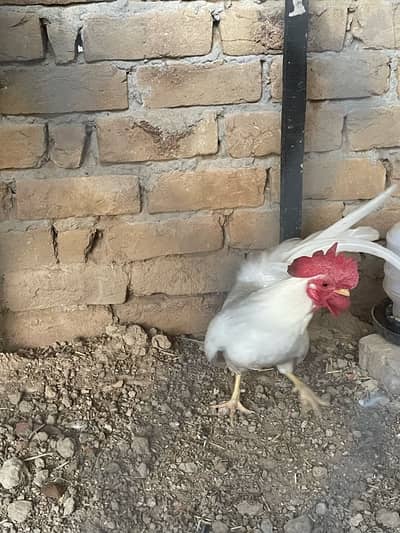 japanese white tail male