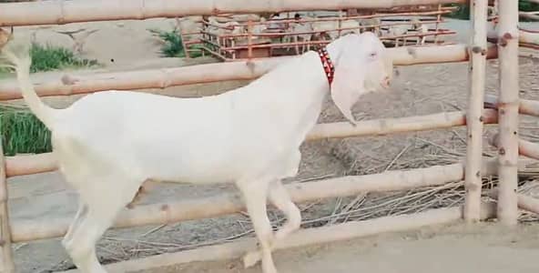 Bakra for sale call me 03460423873