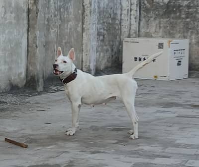 kohati gultair  pershion