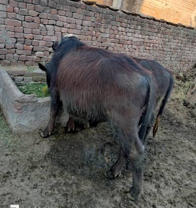 Best Katta for Eid Gost