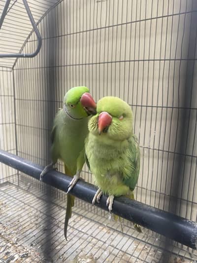 tame talking breeder pair