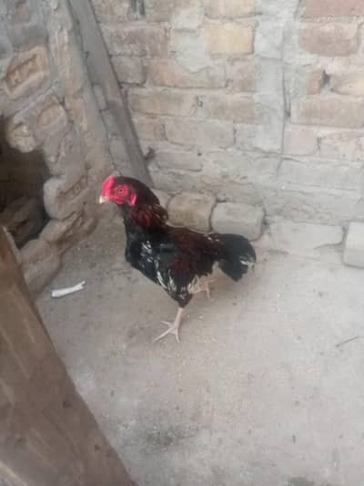 2 × Male Urgent sale