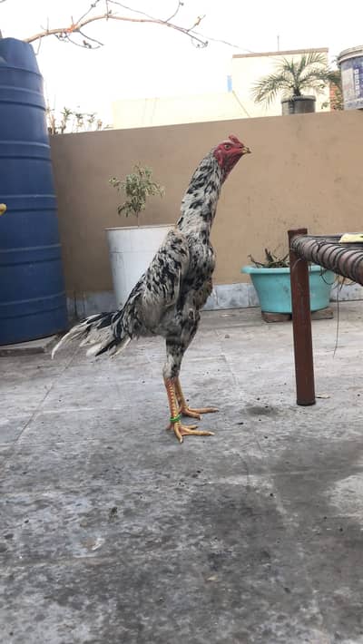 Black & White | O Shamo – 7 Months Old, Good Height & Healthy