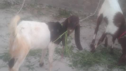 4 female age 8 month pateri nasal ki