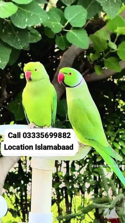 Green Ring Neck Breeder Pair Parrots Jumbo Size