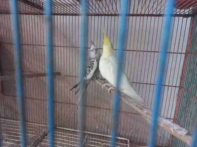 Cream ka pair tha female fly kar gae isliye change kia hai.