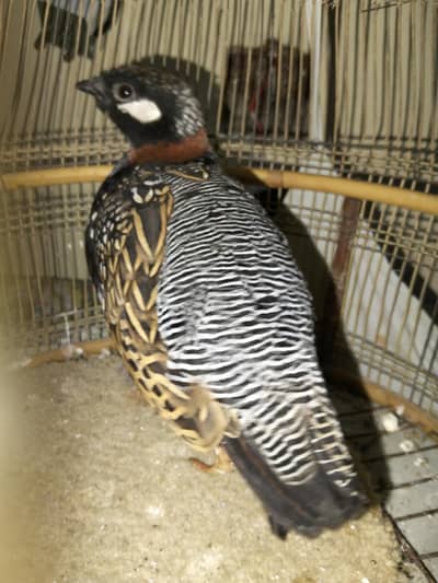 sindi pahty for sale