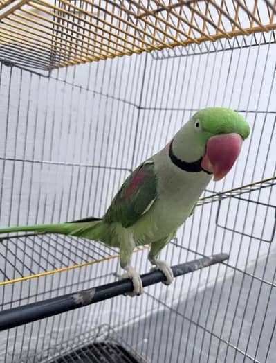 Kashmiri raw parrot for sale