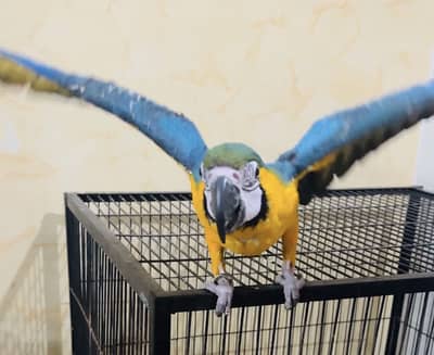 Macaw Female- hand tame