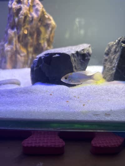 Guppy fish , crawfish , blue ram and endless guppy