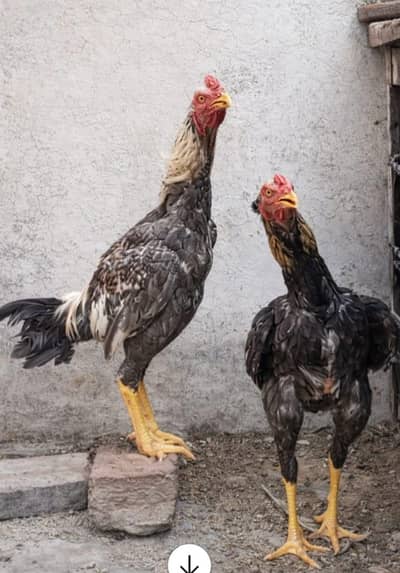 strong aseel chicken mianwali murgas for sale. . . . .