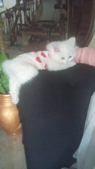 White Persian Kitten/Cat