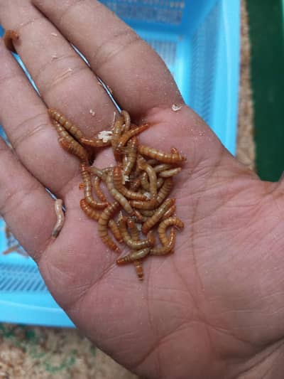 mealworm