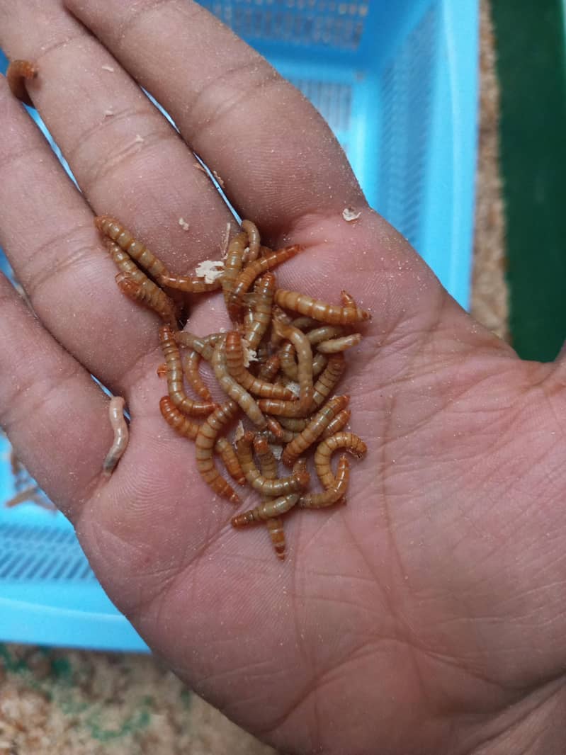 mealworm 0