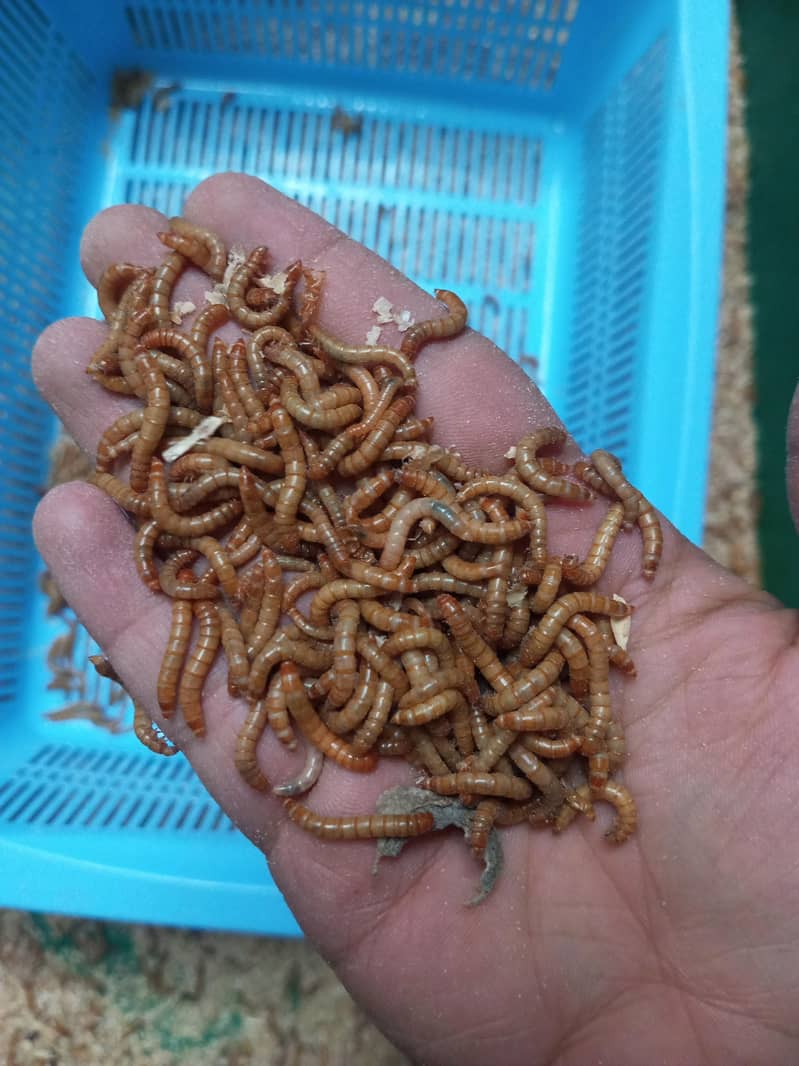 mealworm 3