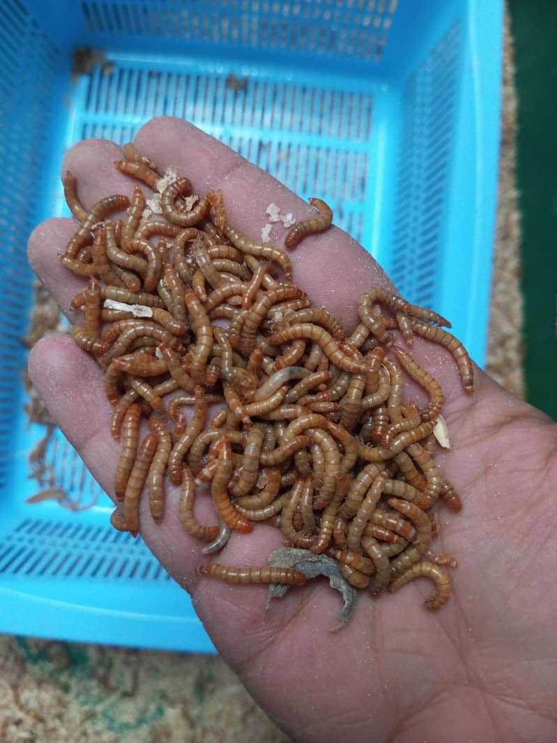 mealworm 4