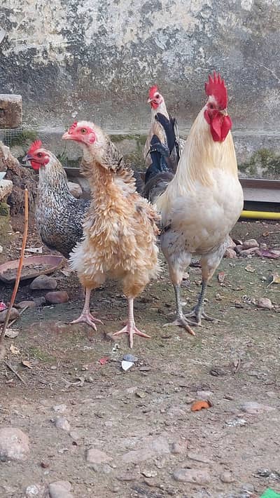 Pure Egg Laying Hens Misri / Frizzle