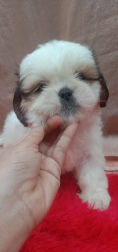 Pure Shih Tzu Puppy for Sale  1 Month Old Very Cute & Healthy