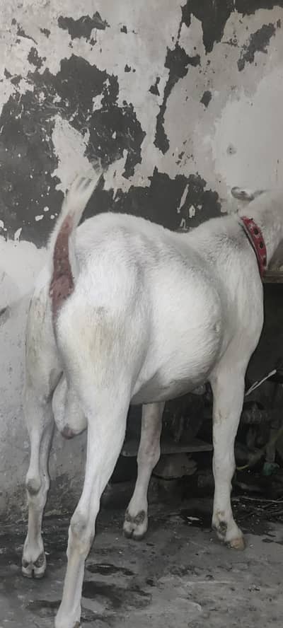 teda bakra dobda ho jia hn mashallah