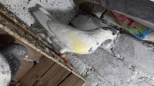 Tedy . golden. kamagr. sailkoti