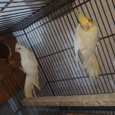 cocktails breeder pair