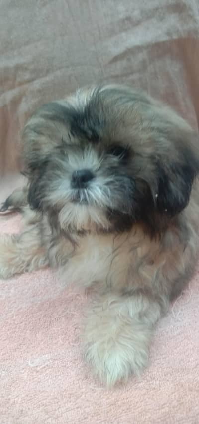 Shih Tzu Male Puppy 2 Months Old  30,000 Final