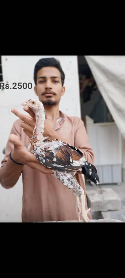 Aseel Murga 03704057847