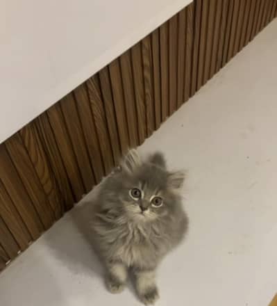 male Persian kittens