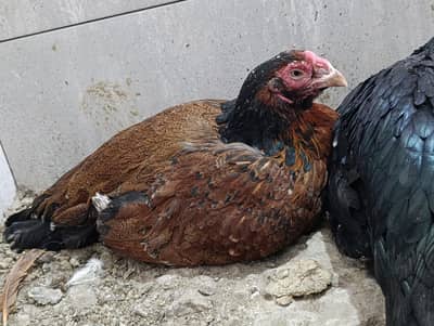 2 kurak aseel madiyan